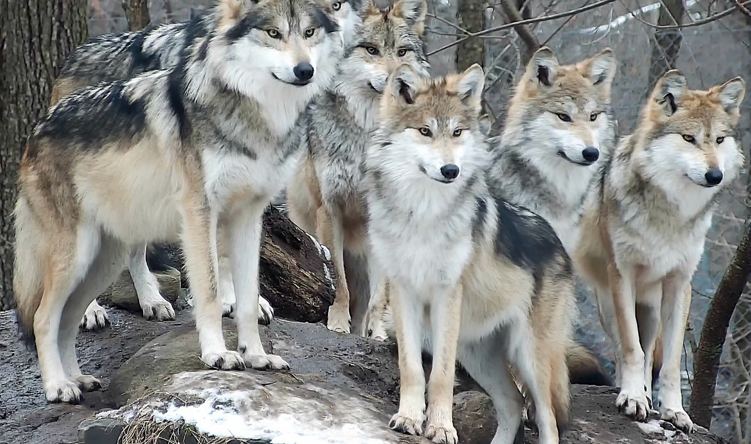 Mexican gray wolf family