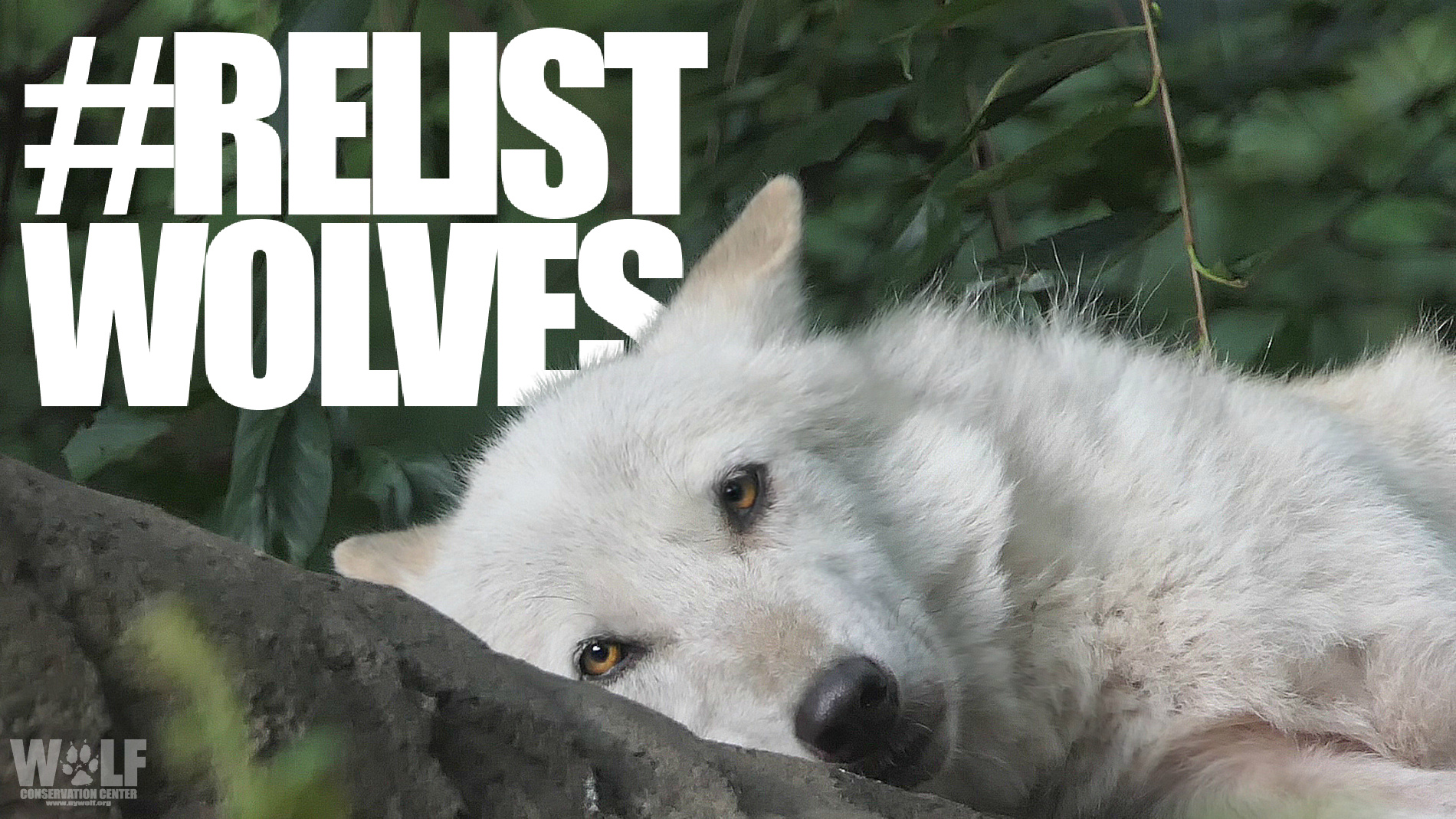 Relist wolves