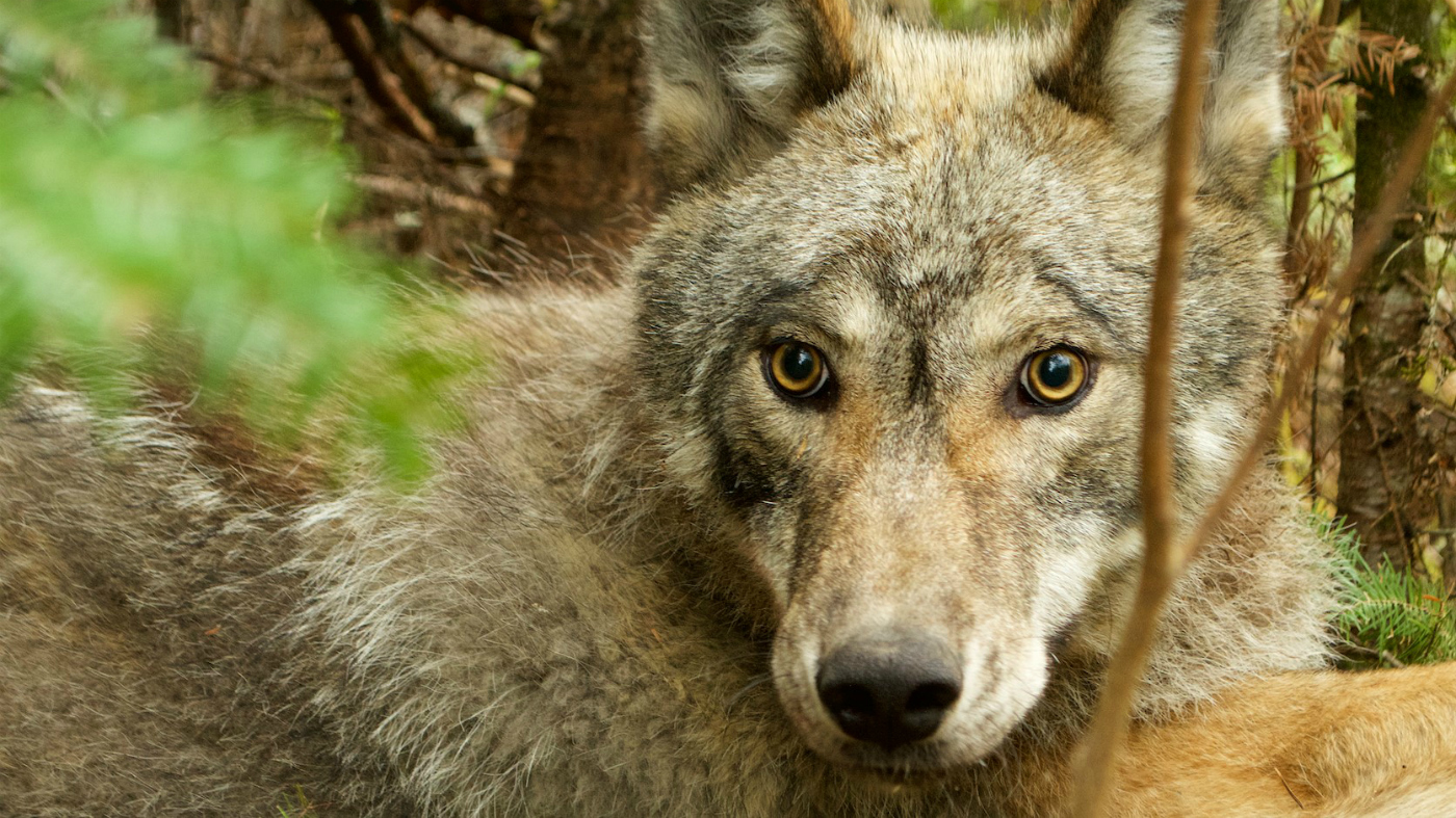 Wild Wolf of Voyageurs National Park by Tom Gable