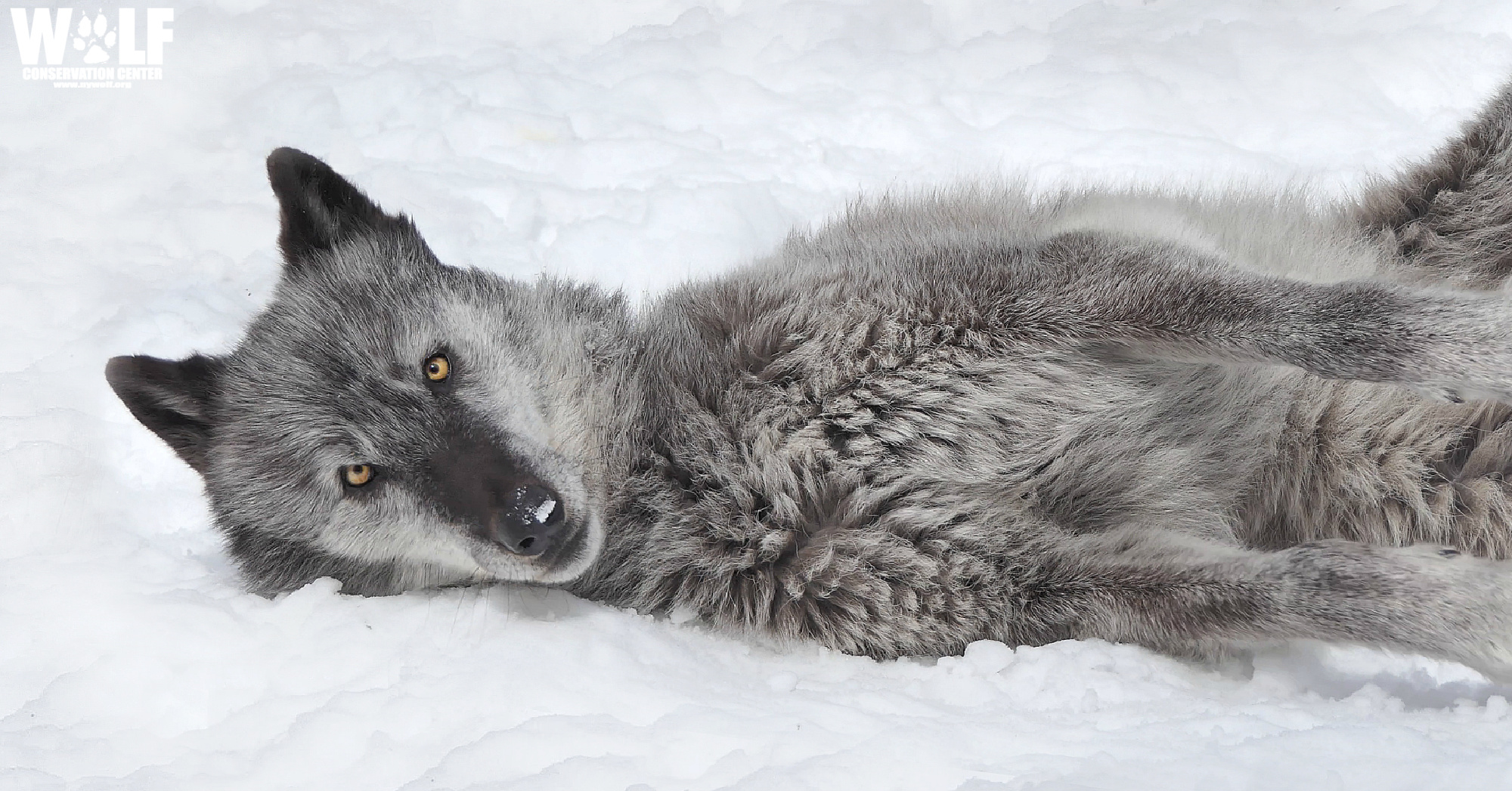 Zephyr in the snow