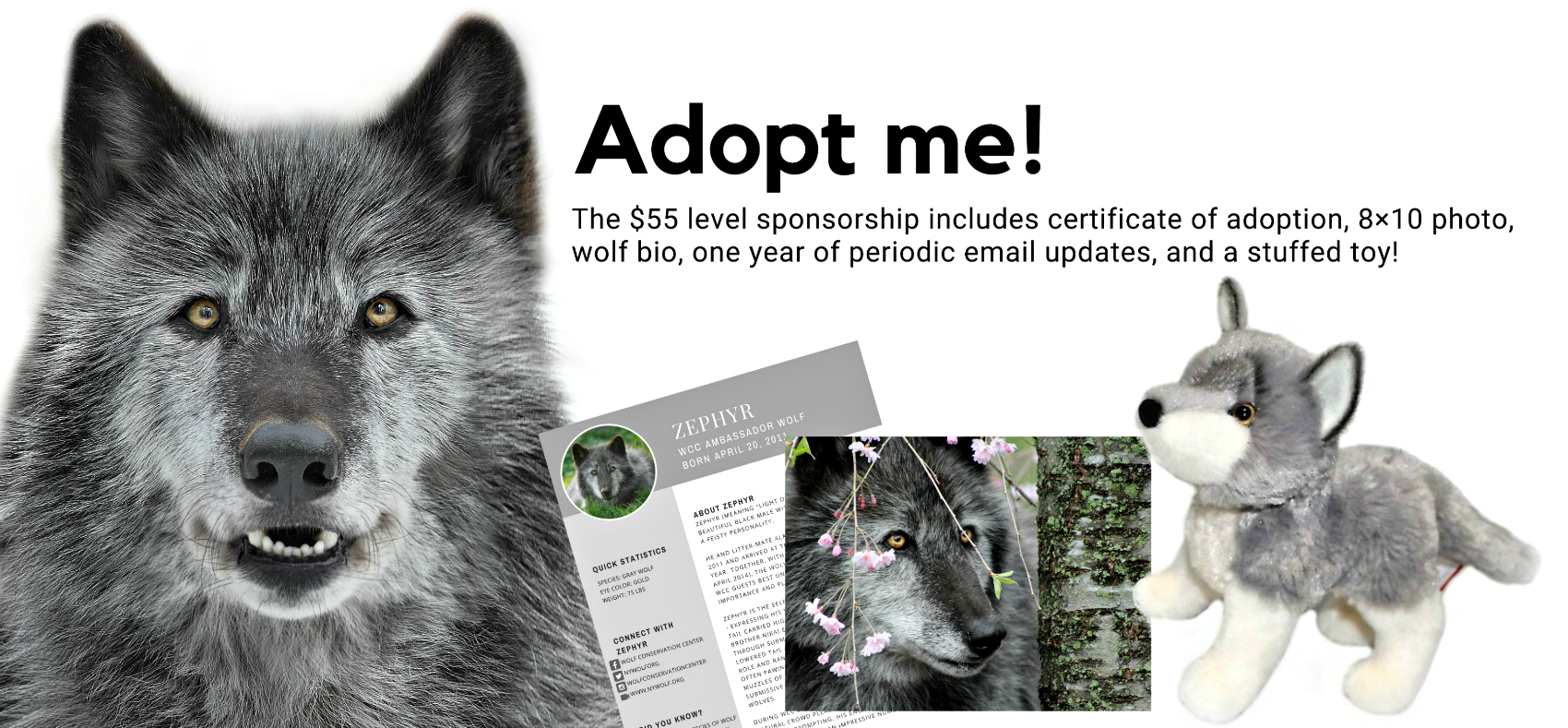adopt a wolf