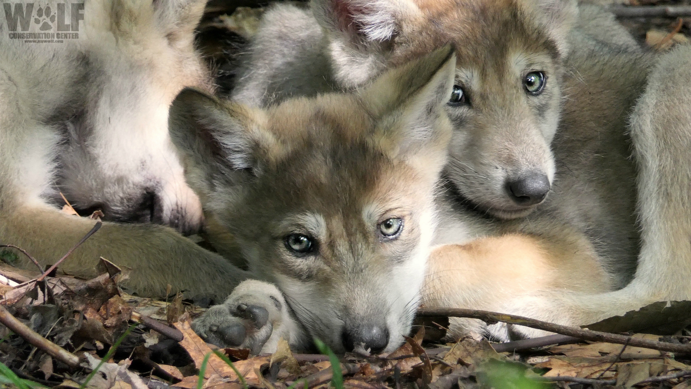 Mexican gray wolf pups