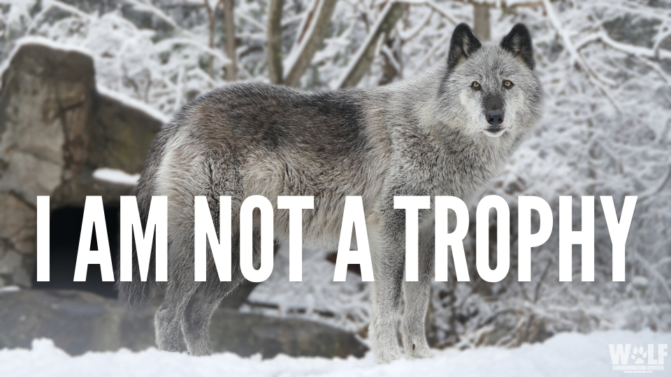 Wolves are not trophies