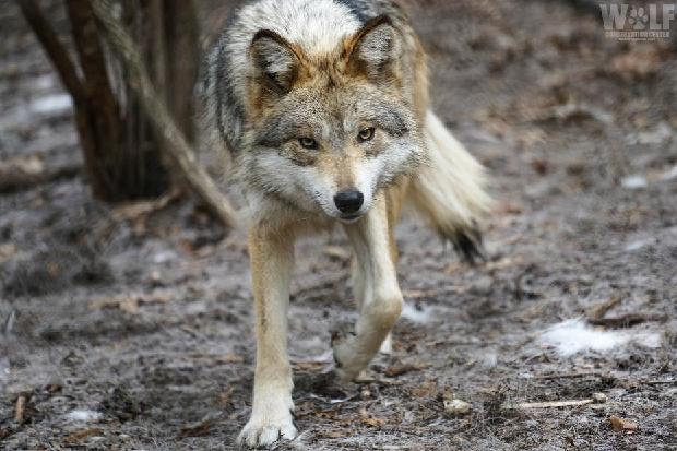 gray wolves