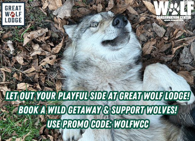 Let your playful side out at Great Wolf Lodge, They¿ll Do Th