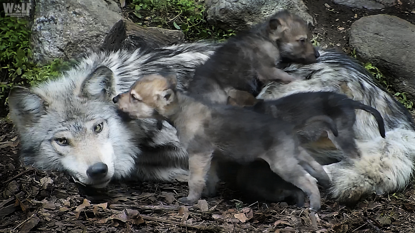 Mexican gray wolf family