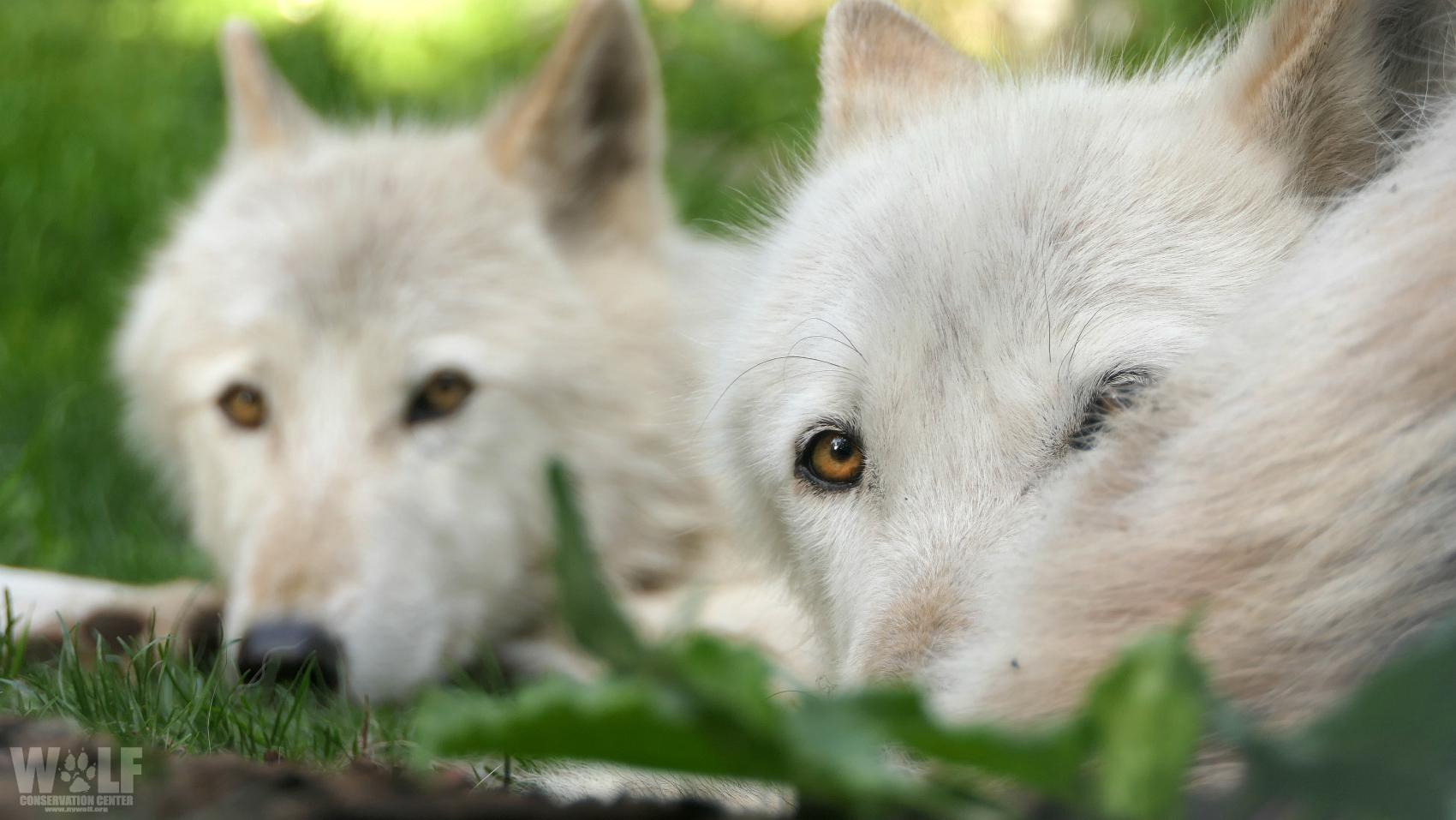 Mexican Duo Howl