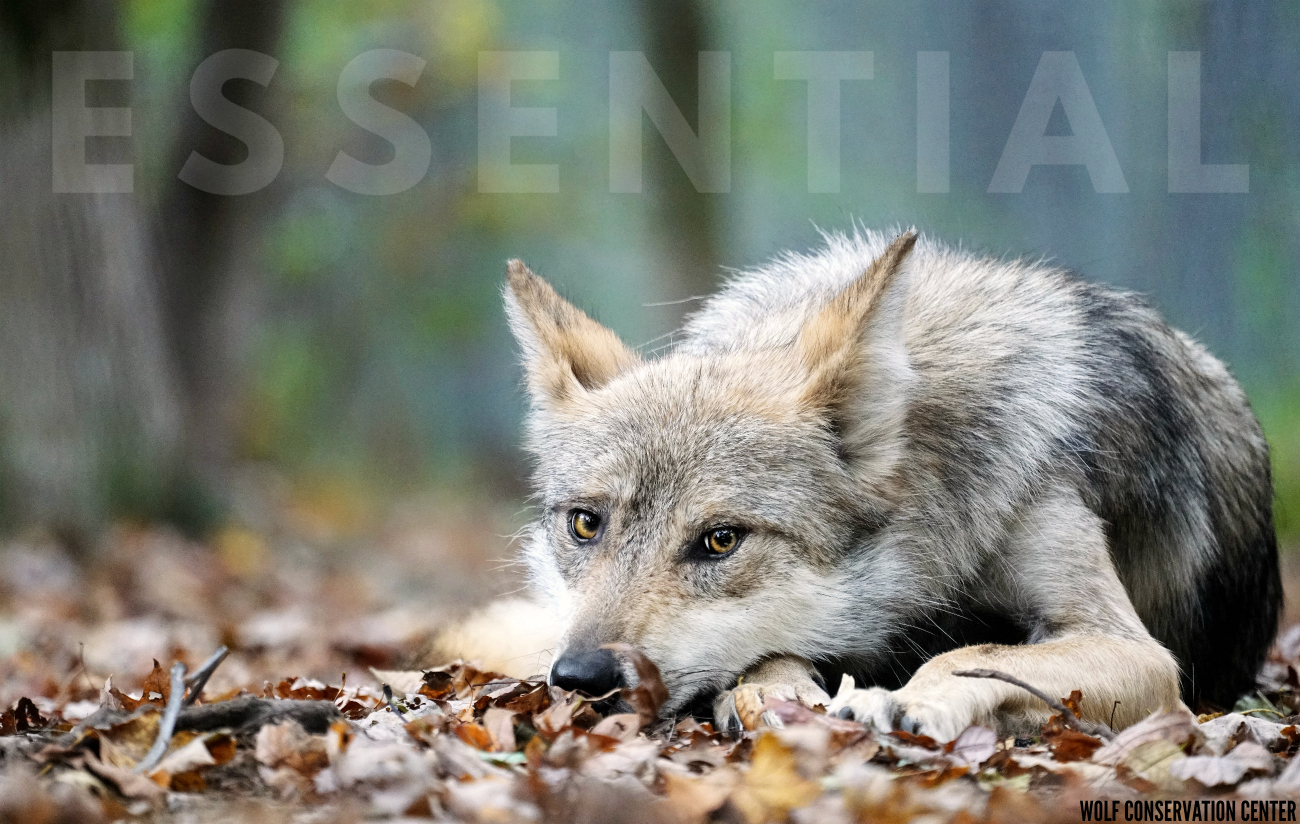 Essential Mexican Gray Wolf