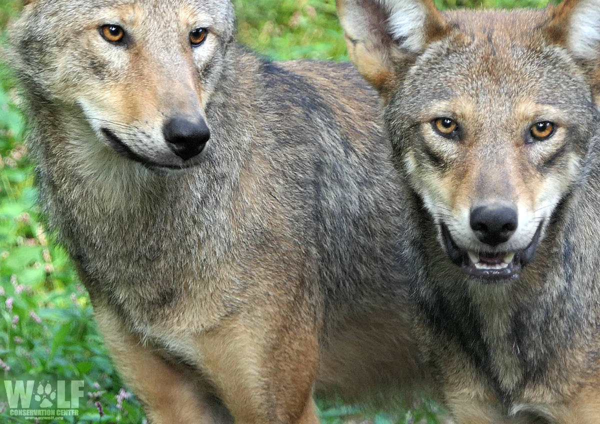 Email - Today Only - We're Matching Your Donation for Red Wolves - Wolf ...
