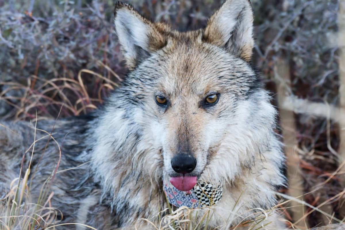 mexicangreywolf.jpg